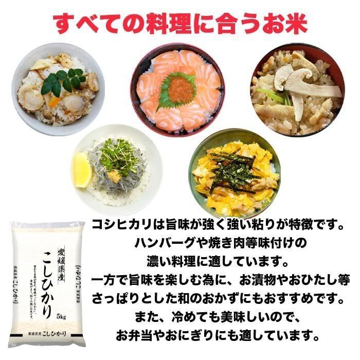 こしひかり 20kg 5kg×4 令和4年産 愛媛県産 米 お米 白米 おこめ 精米 単一原料米 ブランド米 20キロ 送料無料 国内産 国産