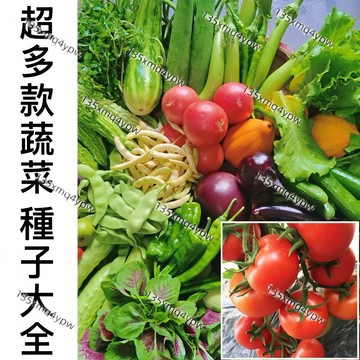 現貨 多款【蔬菜種子】（100粒） 四季高產 四季播種蔬菜菜籽 易播種易養活 陽台庭院盆栽種植 家常蔬菜種子
