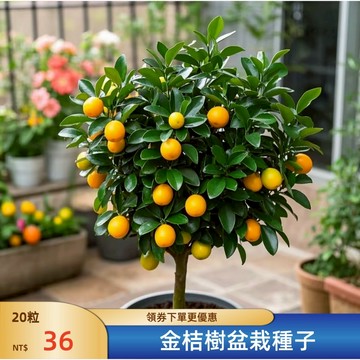 🪴【招財小金桔種子】🪴台灣現貨  盆栽庭院四季招財金桔種子 年桔 小柑橘盆栽種子 室內外陽台水果種籽 招財綠植種子