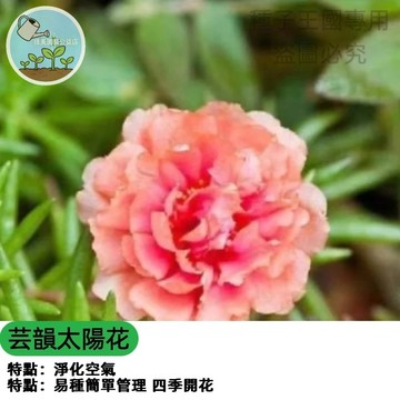 重瓣太陽花種子 芸韻品種 多頭向日葵 觀賞向日葵 開花機器 切花材料 庭院花海 陽台盆栽 矮性品種 四季可播 超好種