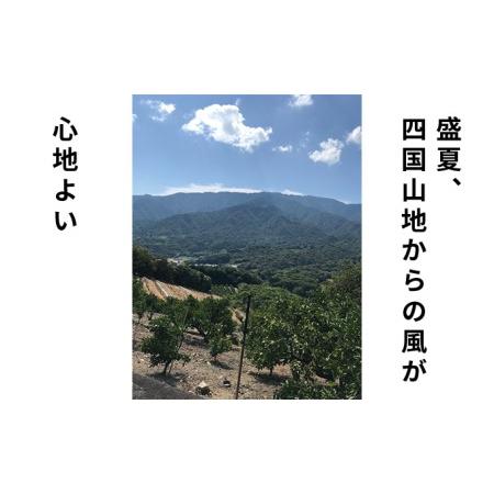 ふるさと納税 低温貯蔵ハウス不知火　約5kg 香川県観音寺市