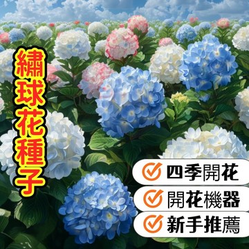 現貨現發【繡球花種子】 可調色夢幻藍紫粉 四季開花 新手易種 四季播種 高發芽率 開花多年 生花籽 種植庭院易活室外花卉