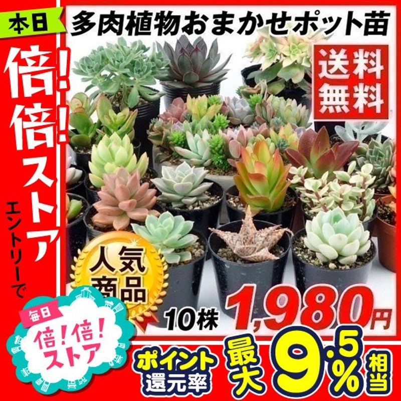 多肉植物 おまかせポット苗 セット（10株）アソート セット set/観葉植物 花苗 おしゃれ インテリア 室内 こっかえん 国華園 通販  LINEポイント最大0.5%GET | LINEショッピング