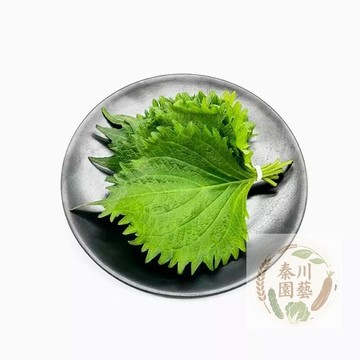 現貨速發 韓國芝麻葉種子 蘇子葉 韓國料理中不可或缺的食材，可搭配烤肉食用。葉片邊緣鋸 #葉菜類#新鮮蔬菜籽