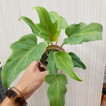 P老闆園藝~奧利多 3吋盆