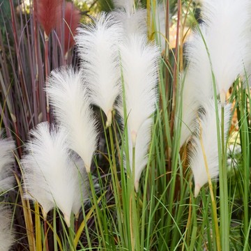 新款 毛絨絨大蘆花仿真蘆葦草 園林造景會所網紅店擺設裝飾花干草