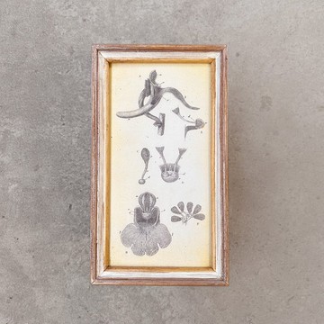 【 山人-壓箱品 】獨一無二復古畫－大彗星風蘭 Orchis mascula