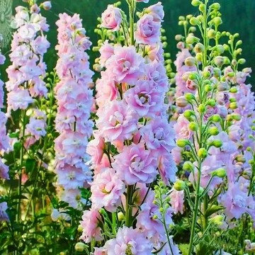 現貨【重瓣大花飛燕草種子】 四季種植 30天爆花！庭院驅蟲觀賞花卉盆栽四季庭院陽台多年生易種耐寒耐旱新手花海種子