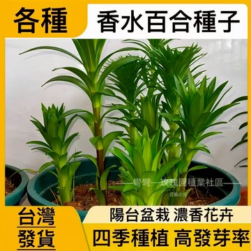 現貨💥【精選特級香水百合種子】（250粒）四季開花 好養易活 盆栽室內花植物花苗 濃香百合花種子 室內花卉種子