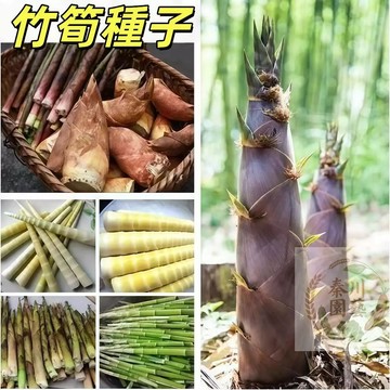 現貨（竹筍種子）毛竹種子春筍冬筍竹筍種子小竹筍大毛竹筍種子鞭筍麻竹筍種子高山筍種子紫竹佛肚竹雷竹早竹大青竹種子