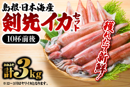 鮮魚セットC イカ