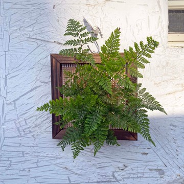 【兔腳蕨畫框】質感碳化框/ 室內植物/ 室內植物