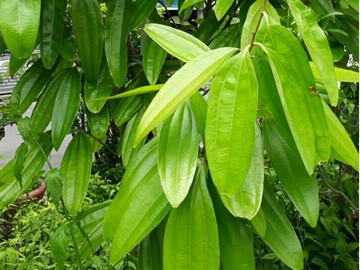 玉桂葉 月桂葉 (每片10元)台灣種植
