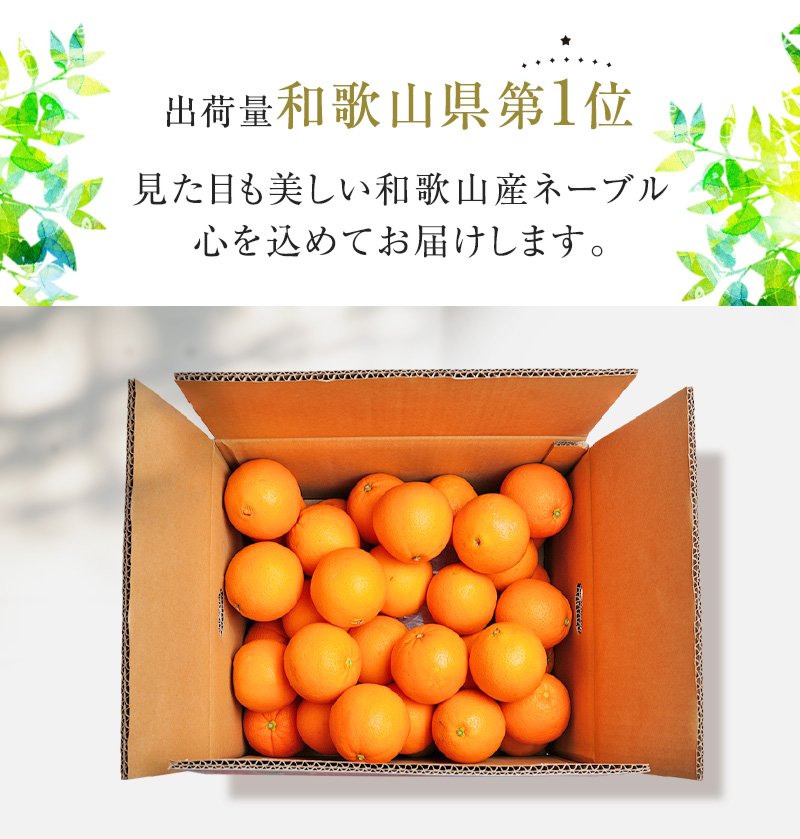 ご予約開始和歌山県産ネーブル オレンジ ご家庭用 約4.5kg （約21玉）2L～3Lサイズの秀品送料無料(北海道、沖縄を除く)減農薬で安心してお召し上がり頂けるネーブル 内祝 ギフト 2023年1月中旬以降の順（了承済み×(指定日不可)）