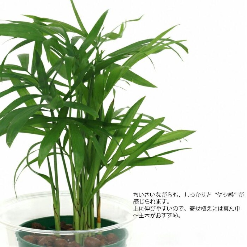 観葉植物 ハイドロカルチャー 苗 テーブルヤシ Ｍサイズ 6パイ 2寸 LINEショッピング