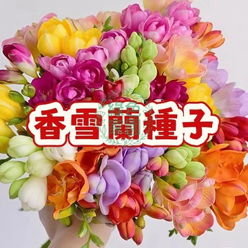 【香雪蘭種子】 原宿花苗 香水小蒼蘭 水栽培 易開花 多年生 球根花卉 室內陽台盆栽 冬季春季種植 清香室內香氛植物