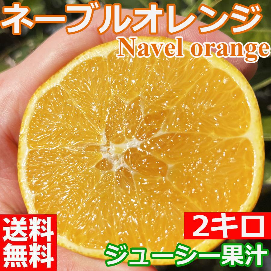  ネーブル オレンジ 2kg 訳あり 大特価 ブランド 和歌山県産 産直 みかん フルーツ 果物