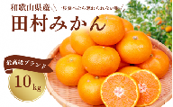 高級ブランド田村みかん 10kg サイズお任せ ※2023年11月下旬頃～2024年1月下旬頃に順次発送(お届け日指定不可) 果物 フルーツ くだもの みかん