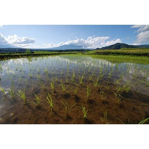 精米 熊本産 ヒノヒカリ 5kg 令和2年産 10年連続特A受賞 阿蘇天然水育ち 残留農ゼロ