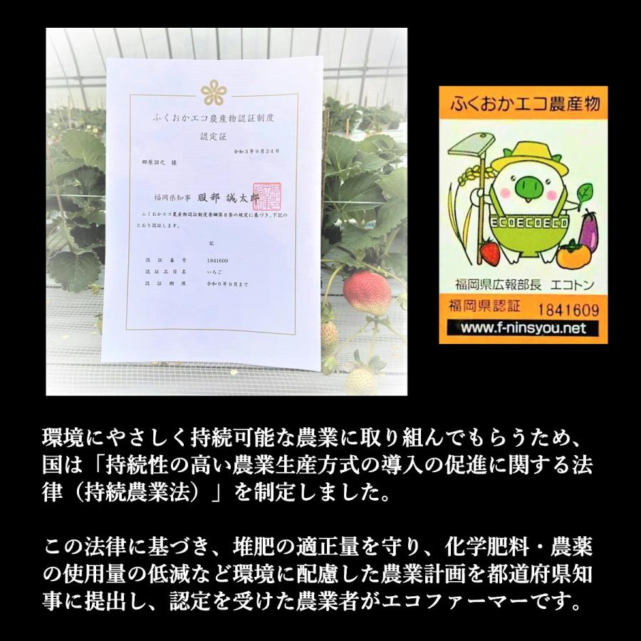 いちご さがほのか プレゼント ギフト おすすめ イチゴ 苺 神激 送料無料 高級  神聖のさがほのか 1箱2パック