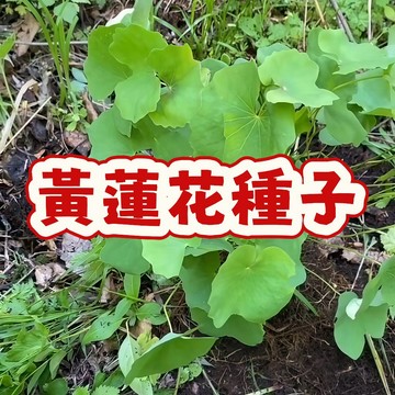 【現貨發貨】天然水生植物 黃蓮花種子 耐熱開花 庭院水池造景 盆栽花卉 種籽 水培淨化 觀賞植物 室內外皆宜 打造生態缸