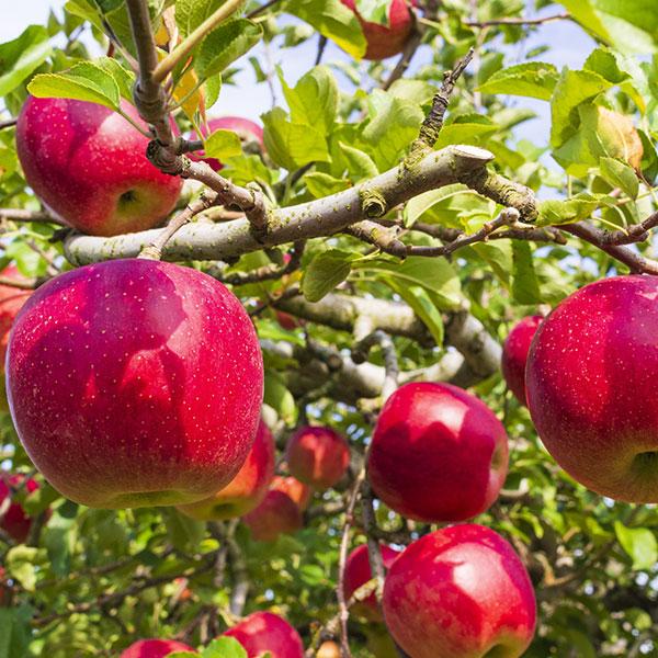 青森県産 紅玉りんご 4kg以上 訳あり ご家庭用 家族 家庭向け アップルパイなどお料理に最適 送料無料