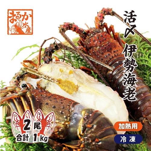 伊勢海老 活〆冷凍（加熱用）特大 2尾入 1kg [伊勢海老]