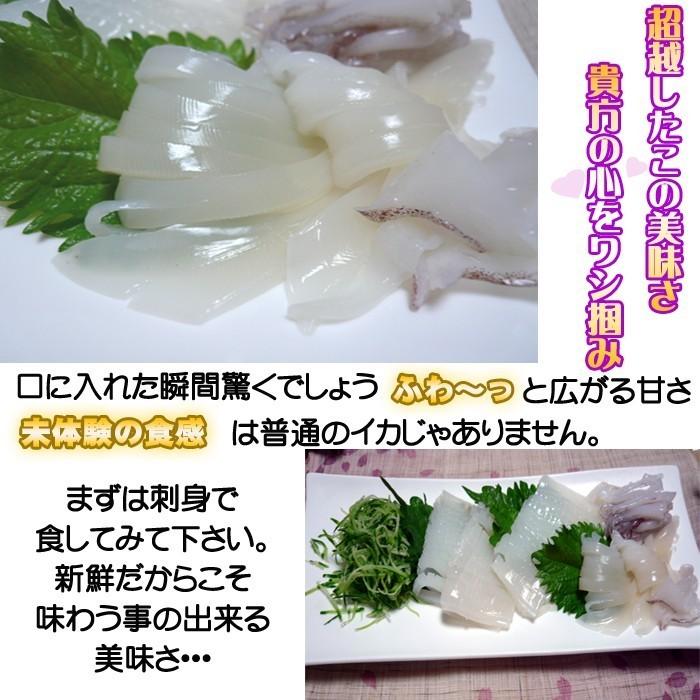 お刺身用 冷凍白いか　約1.0kg  8〜12杯入 ＜日本海産＞