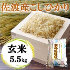 佐渡産こしひかり 玄米 5.5kg