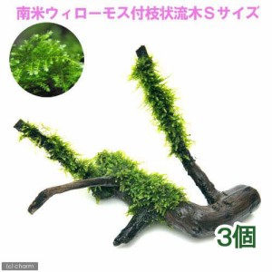 水草）育成済 南米ウィローモス 枝状流木 Ｓサイズ（約１０ｃｍ