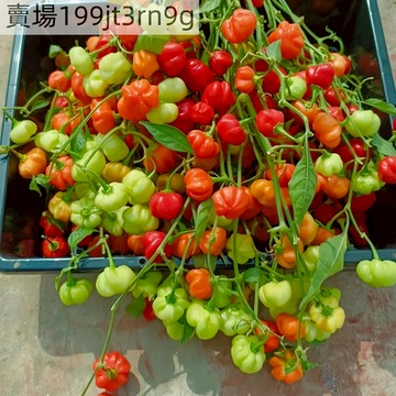 現貨🌶️紅帽子辣椒種子（100粒）新種上市 （微辣）高度約為60CM 果實芳香 高產可觀賞可食用辣椒種子 庭院陽台盆栽種