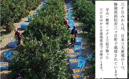 陽だまりファーム 三ヶ日 青島 みかん 5kg 1箱