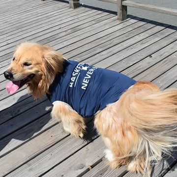 💕在臺出貨🔥大型犬狗狗衣服金毛拉布拉多大狗衣服中型犬夏天背心夏裝寵物衣服
