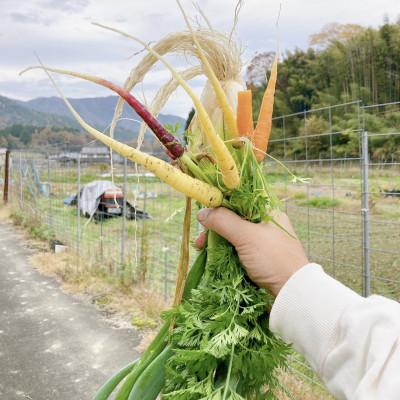 ふるさと納税 福知山市 季節のお野菜BOX 7〜8種類