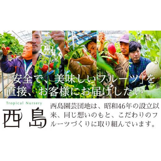 ふるさと納税 高知県 南国市 季節のフルーツセット（2023年度受付）｜フルーツ 定期便 スイカ マンゴー メロン フルーツ 旬 果物…