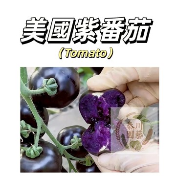 嘉義現貨（美國紫番茄種子FQ-49）營養價值高 大紫番茄種子大西紅柿四季播種果菜蔬菜種子#tomato