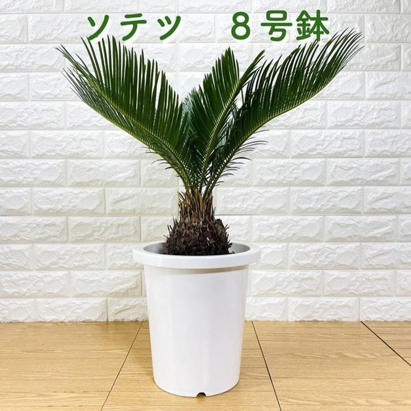 ソテツ 蘇鉄 8号鉢 庭木 記念樹 シンボルツリー 観葉植物 地植え 風水 プランター 鉢植え 南国 苗 プレゼントギフト 記念日 通販 Lineポイント最大get Lineショッピング