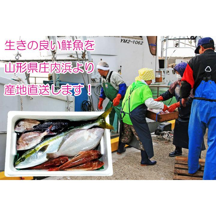 鮮魚セット A 山形県庄内産 鮮魚ボックス 詰め合わせ box 直送 魚 食の都庄内