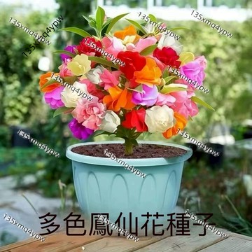 台灣現貨 鳳仙花種子（300粒）四季種植 多年生 茶花鳳仙種子 指甲花四季播種 易養活耐寒耐旱 庭院盆栽 發芽率高