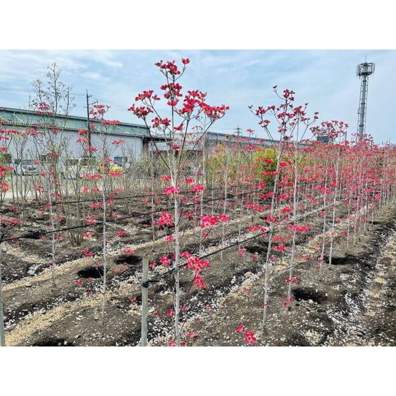 ハナミズキ ピンク花 樹高2 5m以上 シンボルツリー 庭木 植木 落葉樹 落葉高木 アカバナ 通販 Lineポイント最大get Lineショッピング