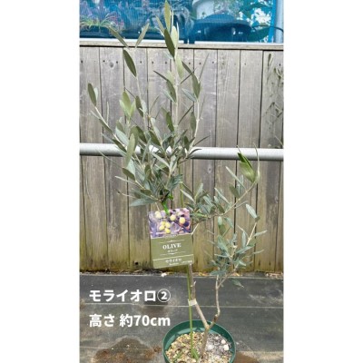 小倉園 オリーブ・エルグレコ 6号鉢 オリーブの木 鉢植え 庭木 希少 現品発送 シンボル