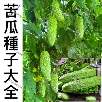 現貨 精選苦瓜種子（50粒） 翠綠苦瓜 高產大肉苦瓜 高產蔬菜 四季播種 家庭陽台盆栽 保健蔬菜 耐熱 抗病 超高發芽率