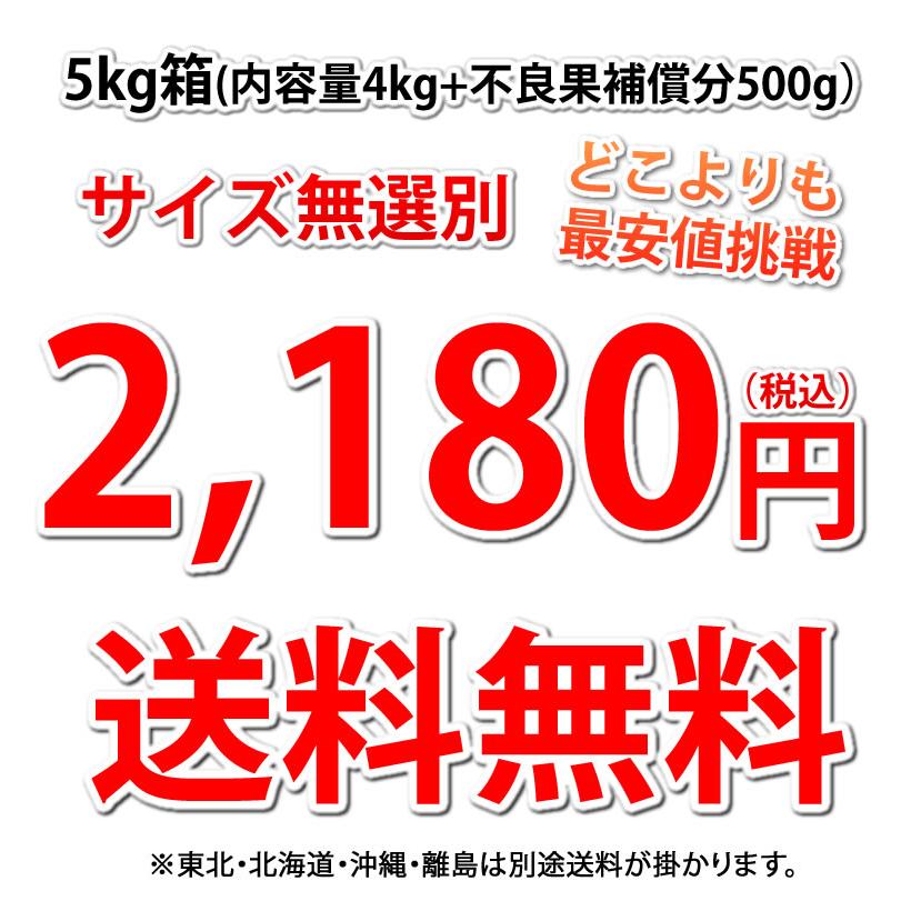 パール柑 5kg 箱込 (内容量4kg 不良果補償分500g)  文旦 みかん 送料無料 訳あり 無選別 サイズ混合 熊本県産 グレープフルーツ 蜜柑