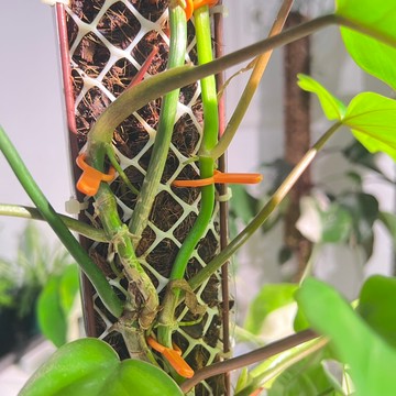 壓蔓固定叉｜藤蔓固定叉｜斑啾植選｜草莓叉｜走莖固定叉｜瓜果壓蔓器｜壓苗叉｜育苗｜分株走莖叉｜育苗叉