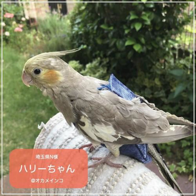 フライトスーツ スモール〜ウロコインコ 小型のオカメインコ