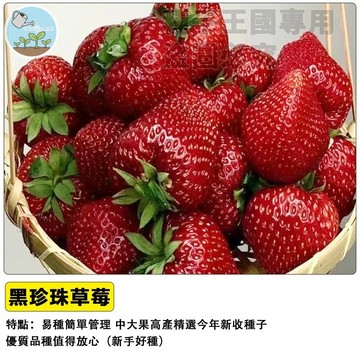 🍓【夢幻深黑色】黑珍珠草莓種子 黑色草莓  四季開花結果 陽台盆栽 家庭農場 DIY種植 可食用果實
