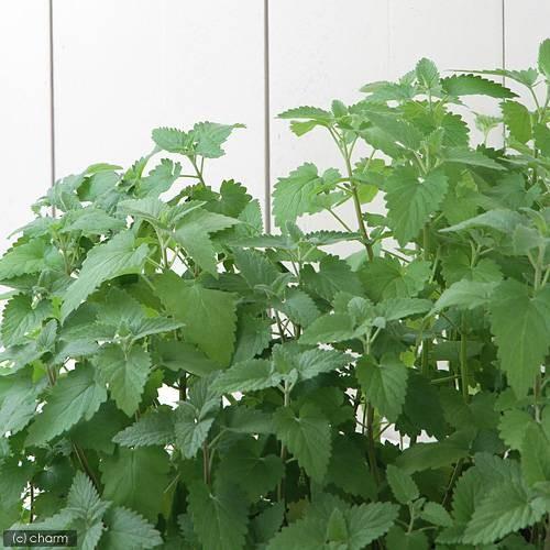 （観葉植物）ハーブ苗　キャットニップ　品種おまかせ　３号（１ポット）　家庭菜園　クラフト