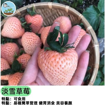 淡雪草莓種子 台灣現貨 粉紅草莓 稀有品種 白草莓 日本種源 家庭園藝 陽台盆栽 四季可種 香甜果實 新手友善 自栽自採
