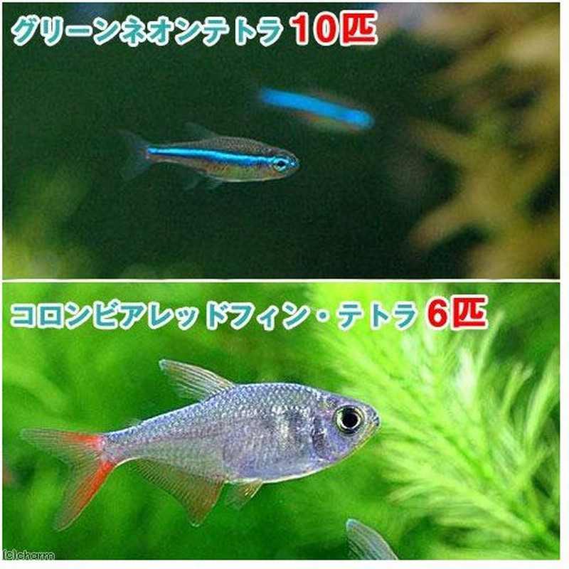 熱帯魚 グリーンネオンテトラ １０匹 コロンビアレッドフィン テトラ ６匹 北海道 九州航空便要保温 通販 Lineポイント最大0 5 Get Lineショッピング