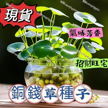 現貨 銅錢草種子（250粒） 四季種植 土培水培綠植桌面陽台盆栽金錢草招財旺宅魚缸造景四季種植旺風水除甲醛馬蹄金種子